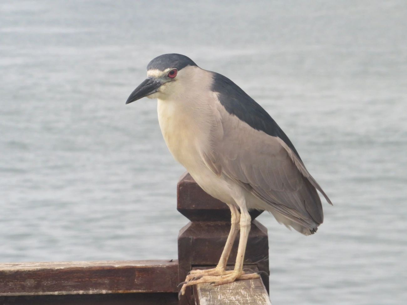 Socó-dorminhoco (Nycticorax nycticorax), aves, fotografado em Ilhabela