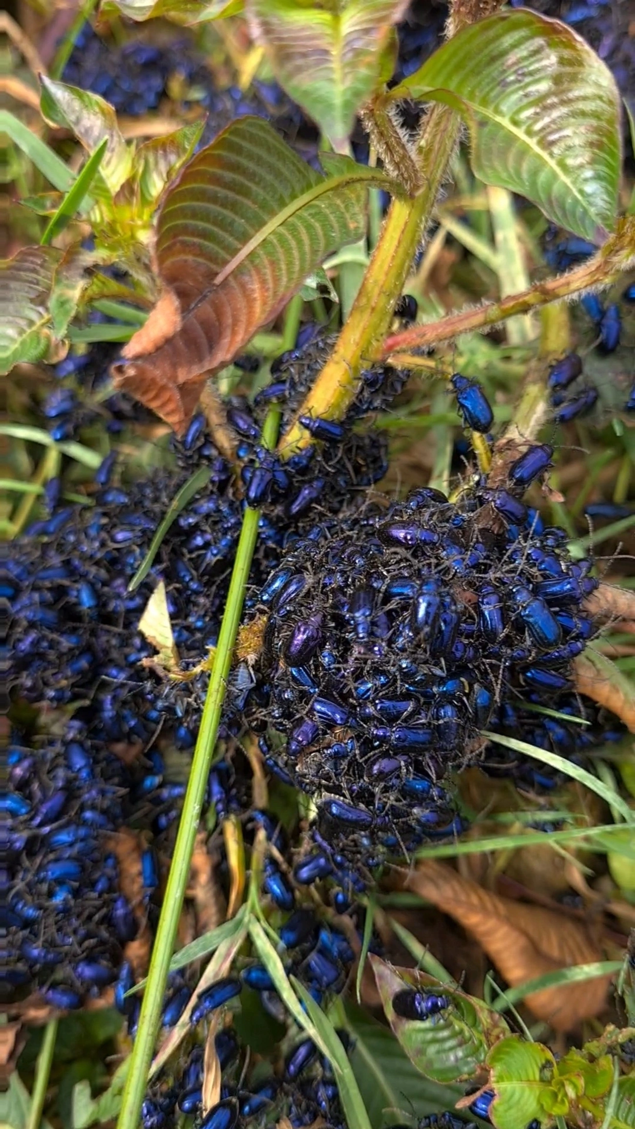 Vaquinha-pulga (Macrohaltica jamaicensis), insetos, fotografado em Campos do Jordão