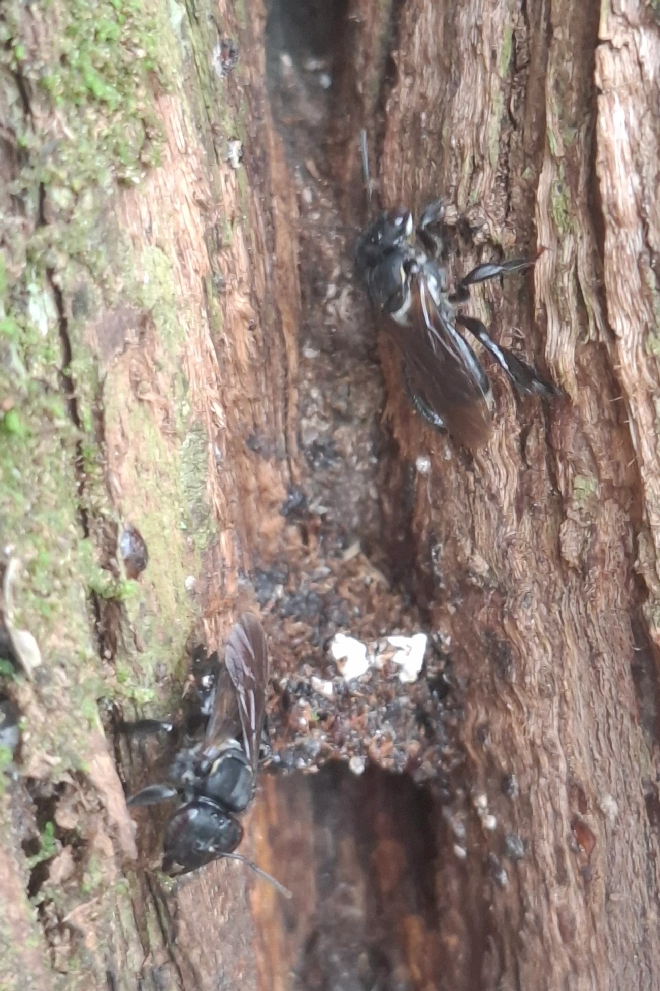 Cephalotrigona, insetos, fotografado em Amparo