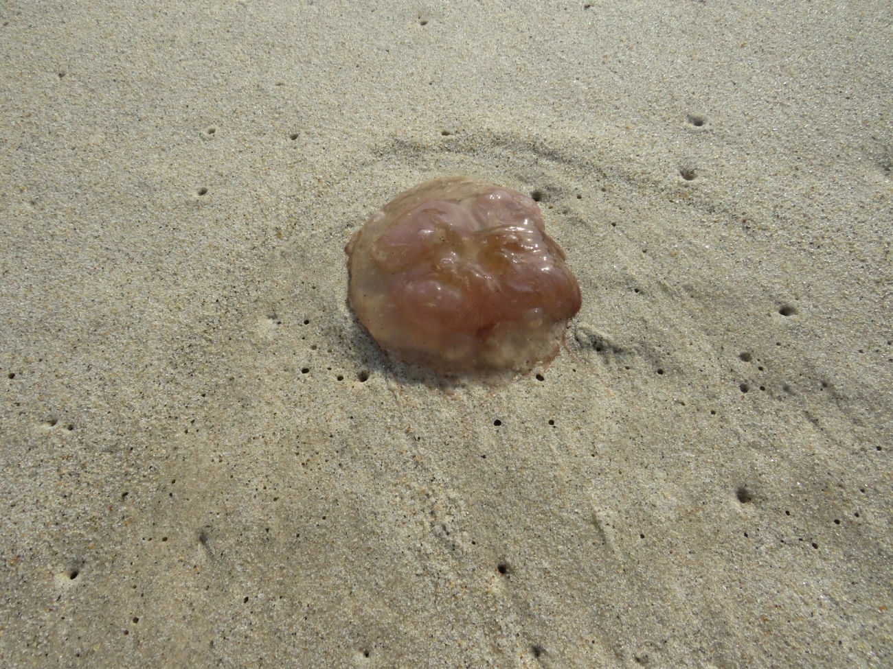 Semaeostomeae, cnidários, fotografado em Maresias, São Sebastião