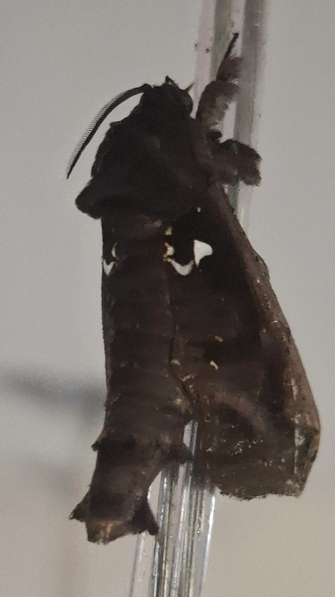 Cara de elefante (Langsdorfia franckii), insetos, fotografado em Maresias, São Sebastião