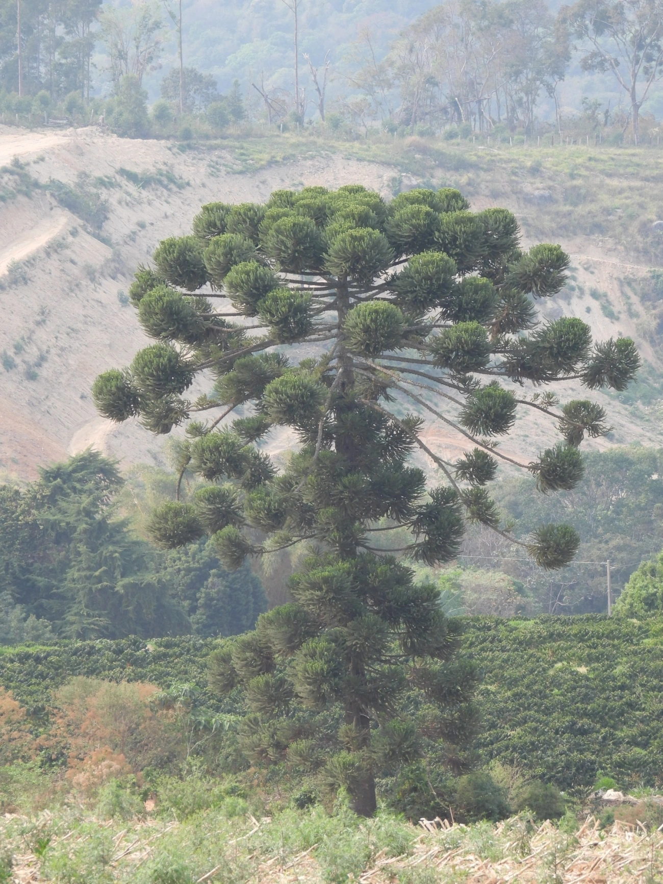 Araucária (Araucaria angustifolia), plantas, fotografado em Socorro