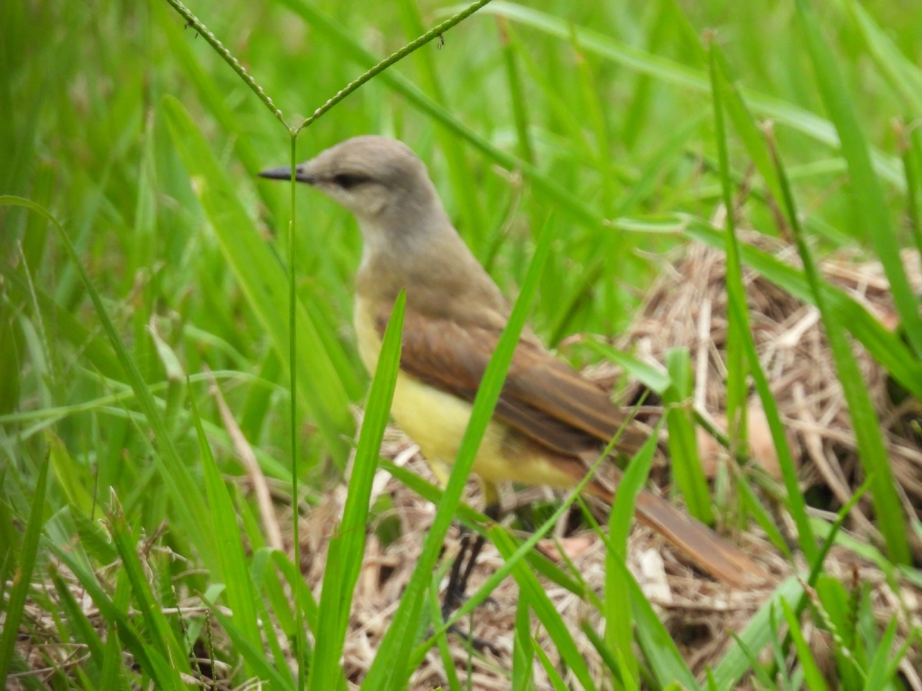 Suiriri-cavaleiro (Machetornis rixosa), aves, fotografado em Queluz
