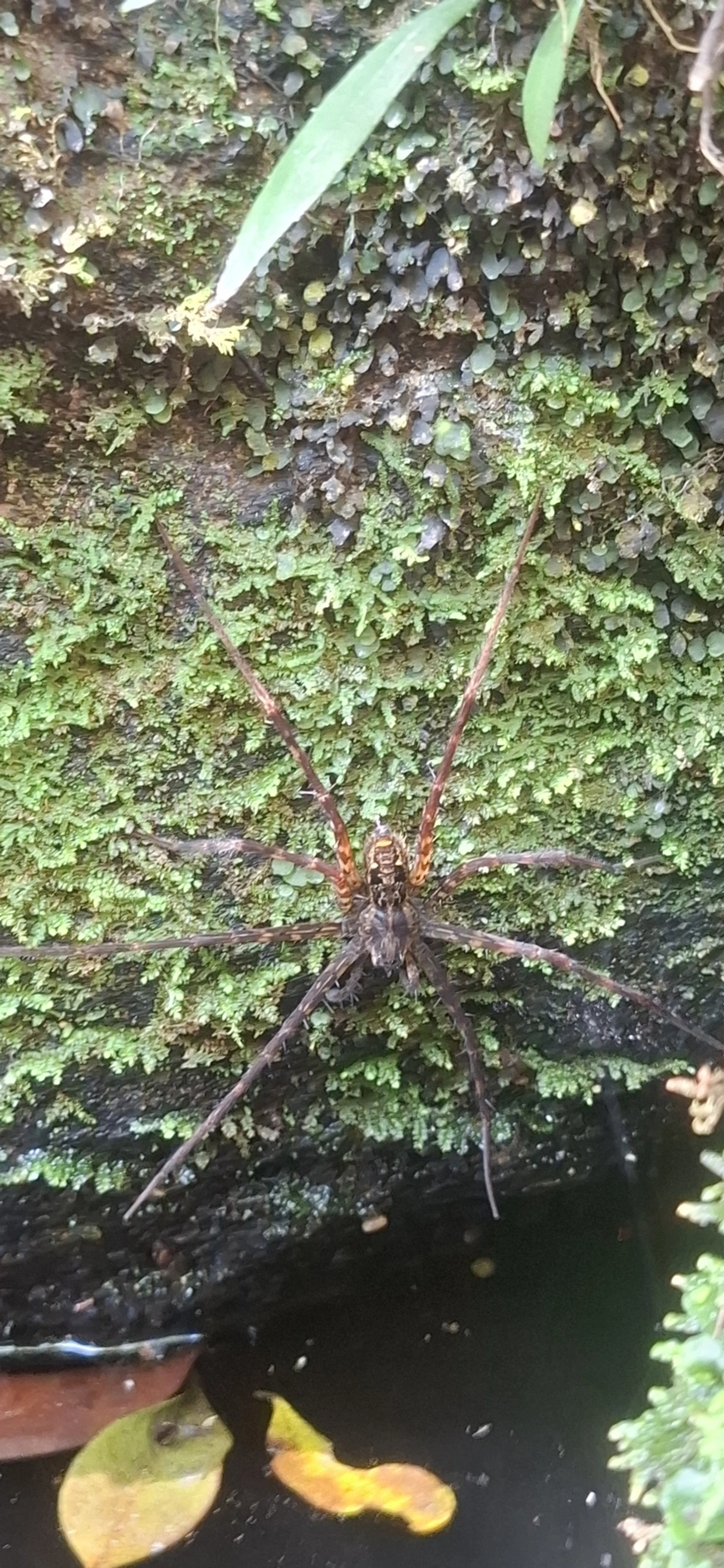 Trechaleoides, aracnídeos, fotografado em Cachoeira das Sete Quedas Maresias, São Sebastião