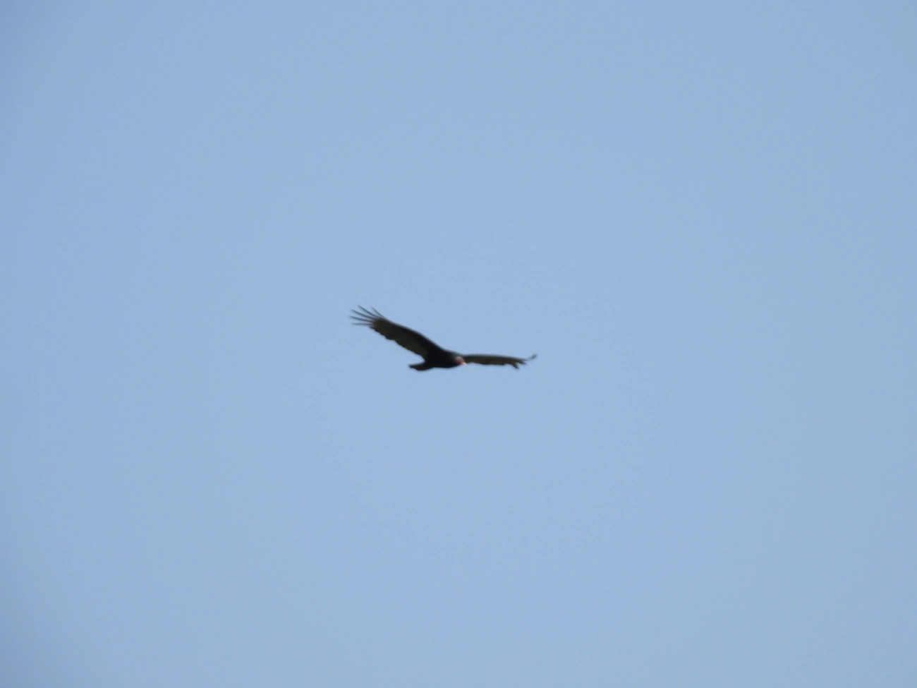 Urubu-de-cabeça-vermelha (Cathartes aura), aves, fotografado em Itamonte