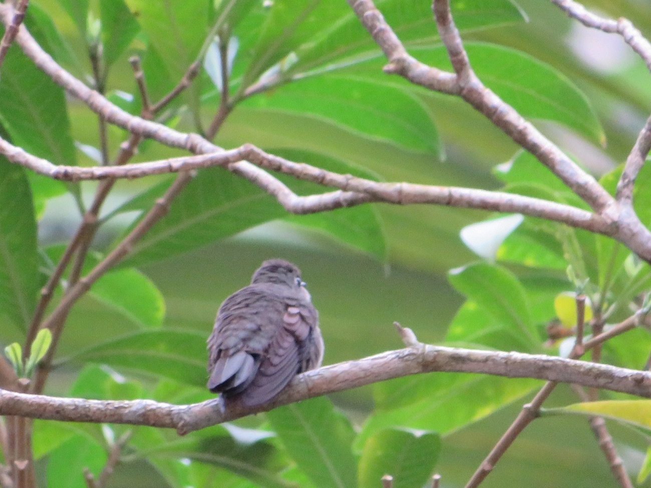 Beija-flor-cinza (Eupetomena cirrochloris), aves, fotografado em Maresias, São Sebastião