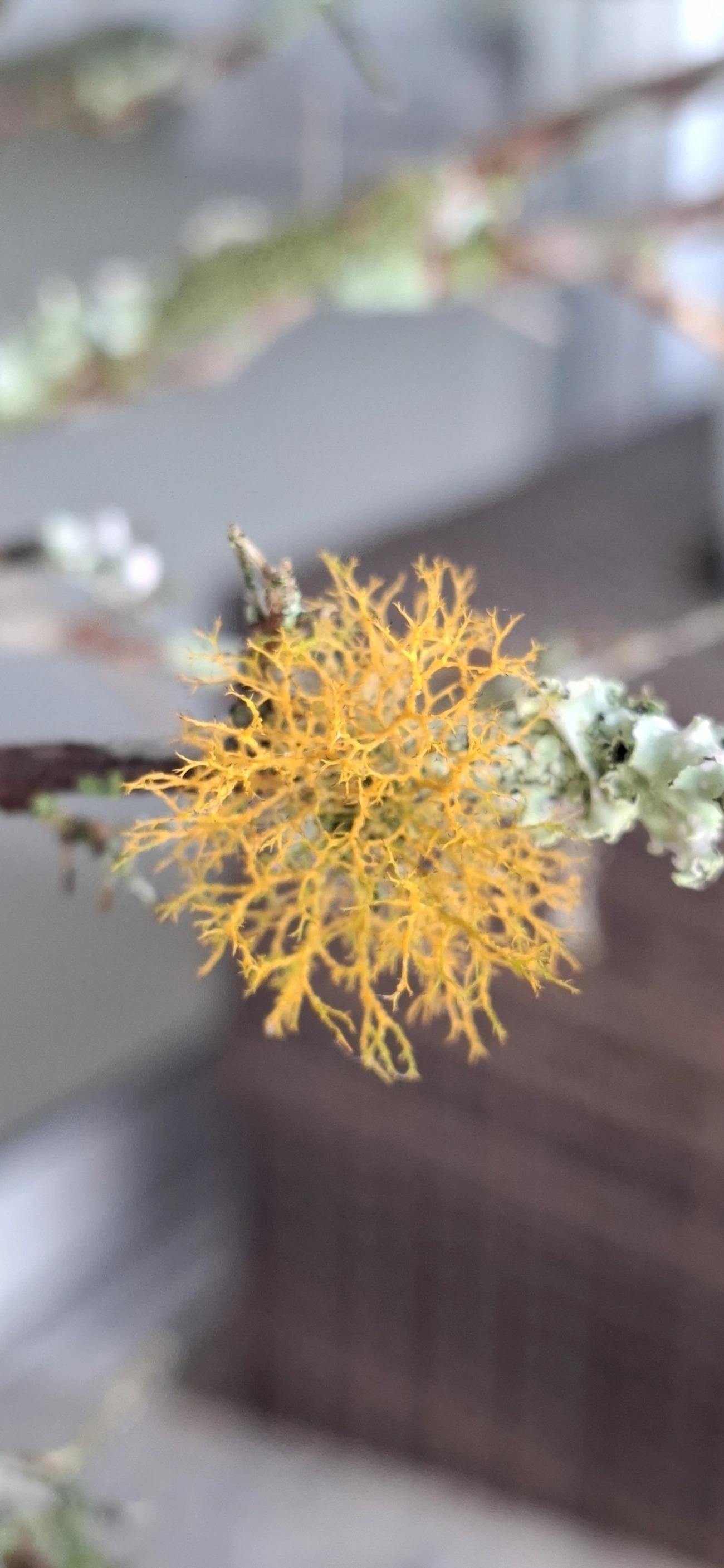Líquen-cabelo-de-ouro (Teloschistes flavicans), fungos, fotografado em Maresias, São Sebastião