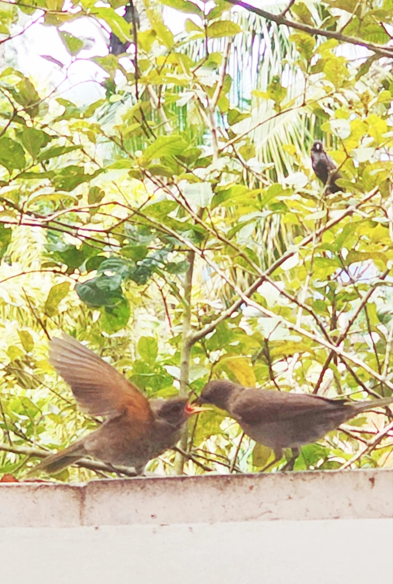 Sabiá-barranco (Turdus leucomelas), aves, fotografado em Maresias, São Sebastião