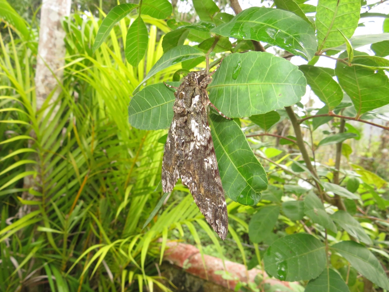 Esfinge-de-Duponchel (Cocytius duponchel), insetos, fotografado em Maresias, São Sebastião