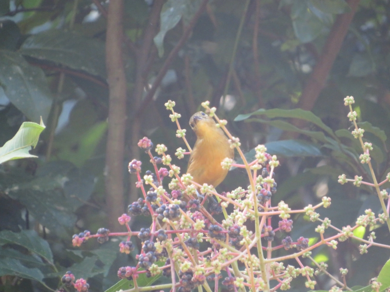 Tiê-galo (Loriotus cristatus), aves, fotografado em Maresias, São Sebastião