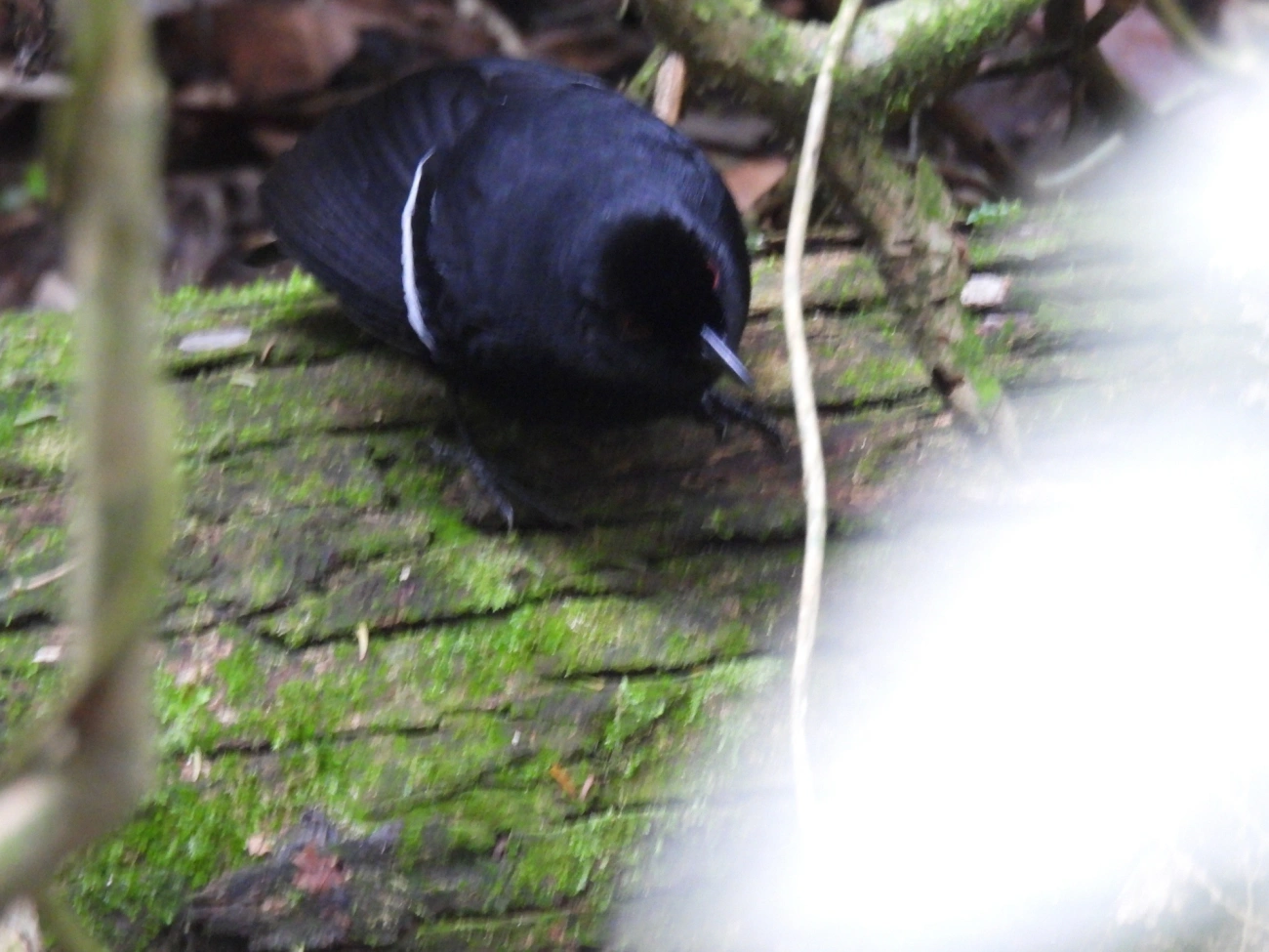 Papa-taoca-do-sul (Pyriglena leucoptera), aves, fotografado em Castelhanos, Ilhabela