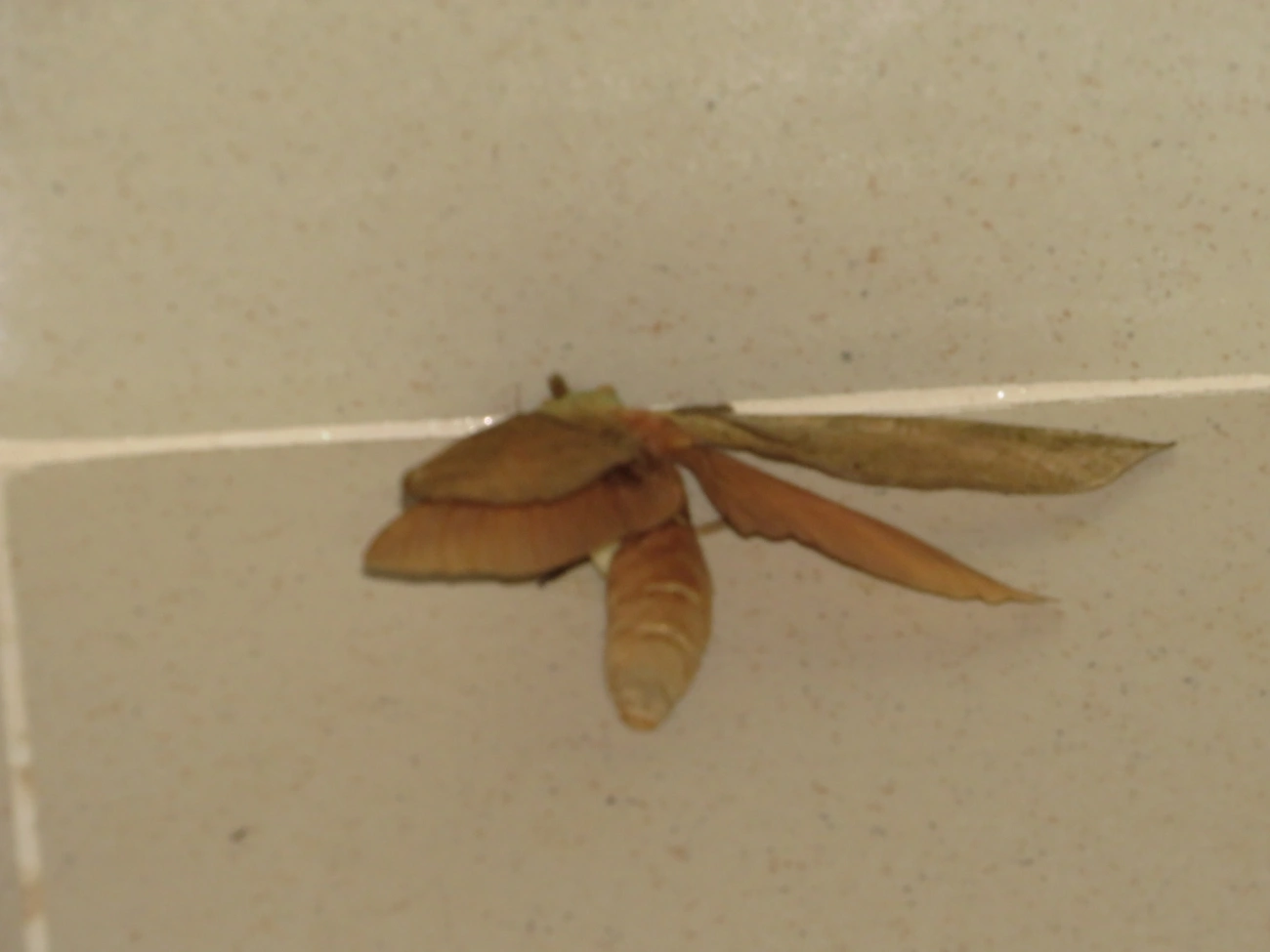 Mariposa-fantasma (Trichophassus giganteus), insetos, fotografado em Maresias, São Sebastião