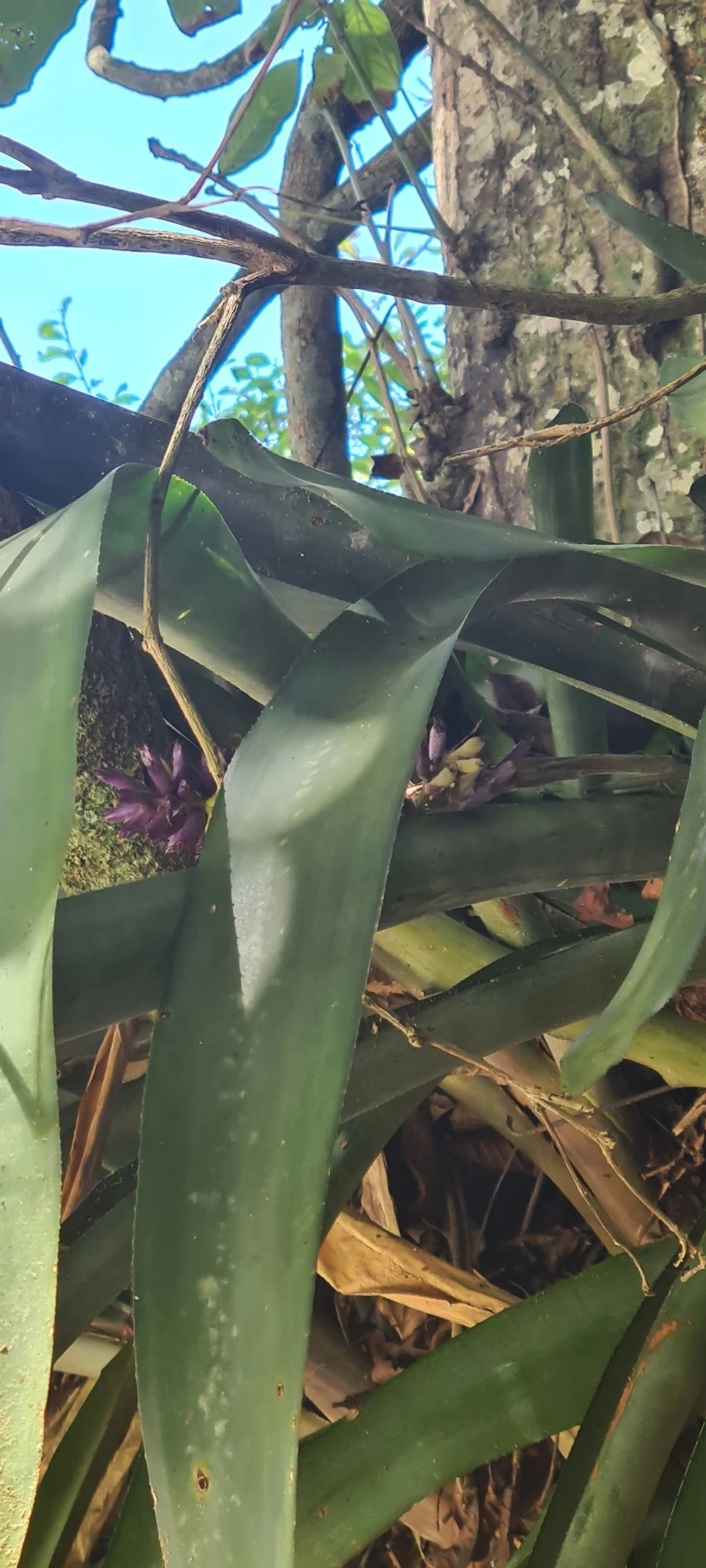 Gravata (Aechmea coelestis), plantas, fotografado em Maresias, São Sebastião