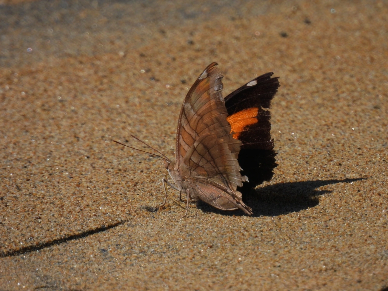 Historis odius, insetos, fotografado em Perequê, Ilhabela