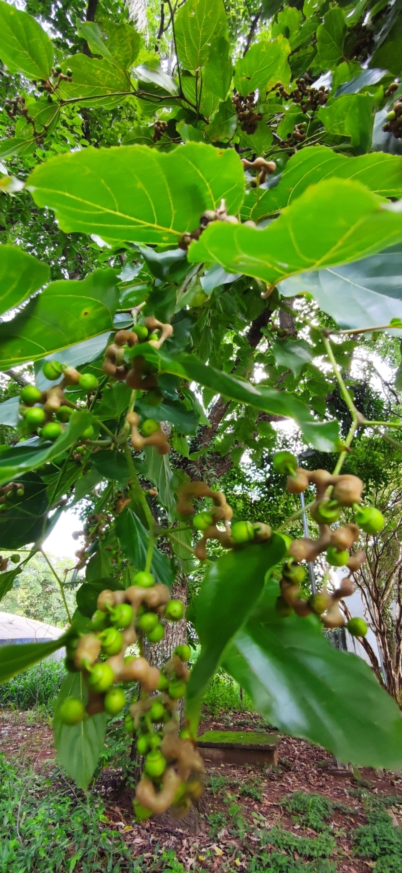 Uva-do-Japão (Hovenia dulcis), plantas, fotografado em Vila Santo Estevão, São Paulo