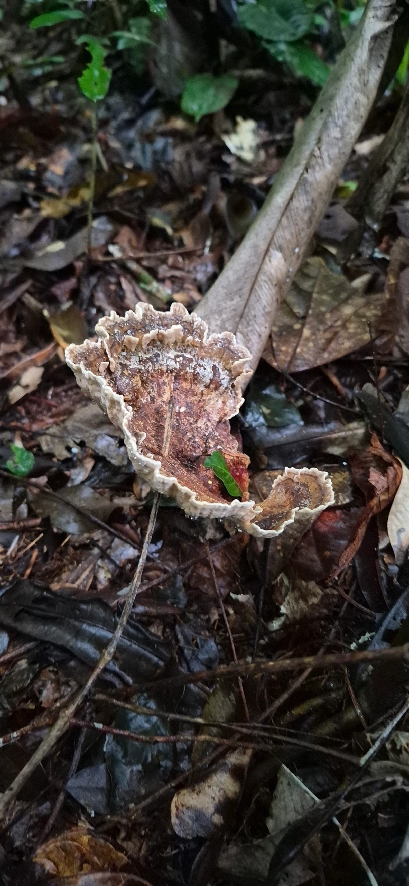 Cymatoderma dendriticum, fungos, fotografado em Maresias, São Sebastião
