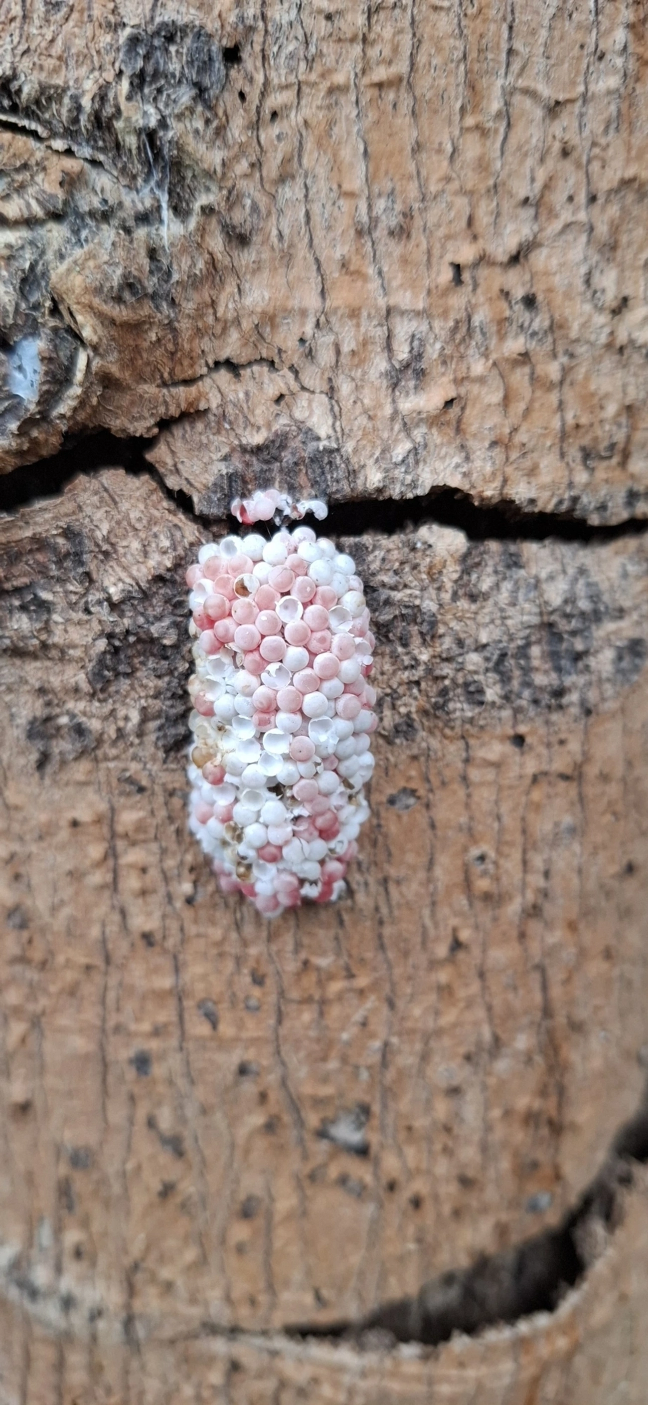 Pomacea, moluscos, fotografado em Santa Isabel