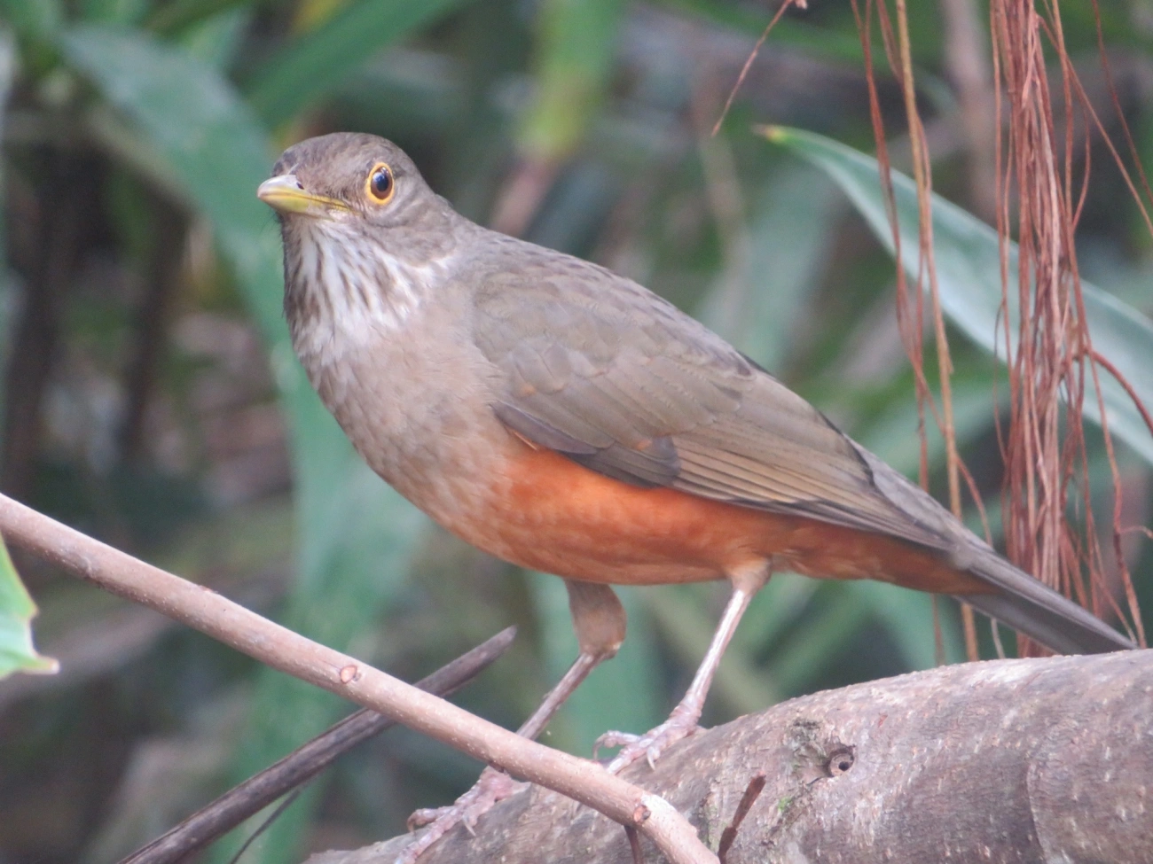 Sabiá-laranjeira (Turdus rufiventris), aves, fotografado em Maresias, São Sebastião