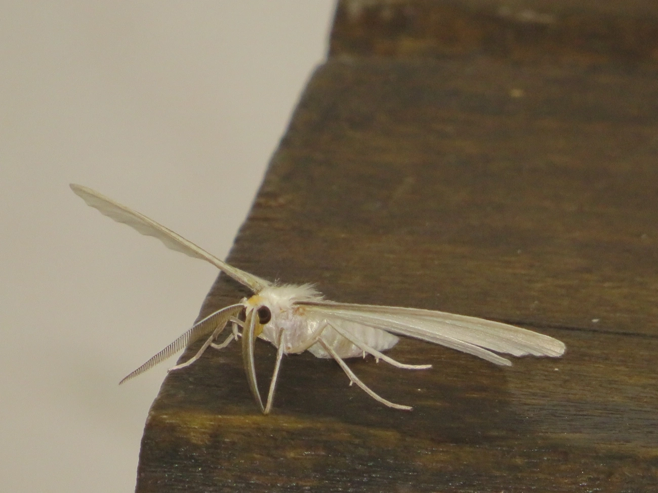 Borboletas e traças (Lepidoptera), insetos, fotografado em Maresias, São Sebastião