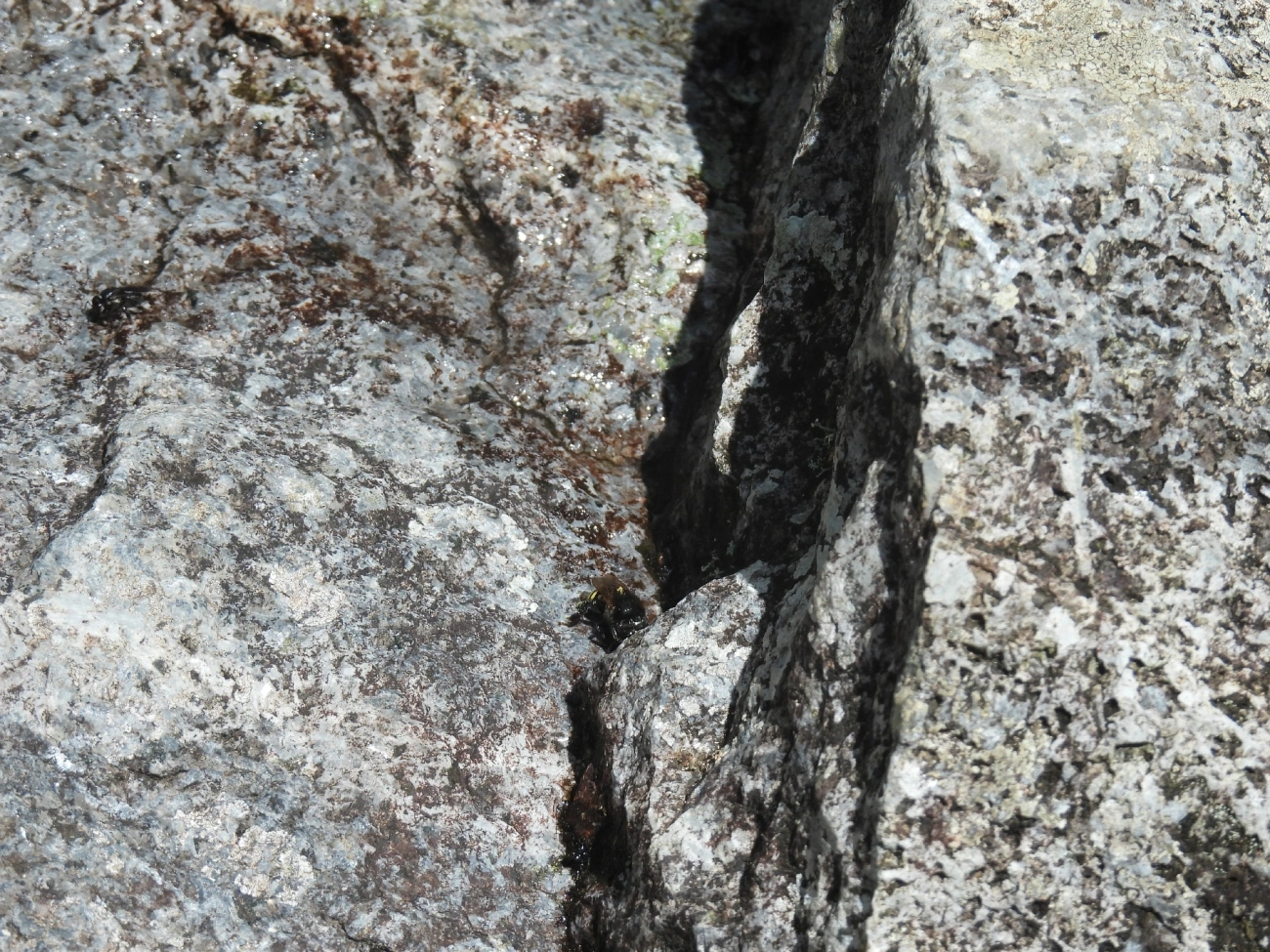 Mandaçaia (Melipona quadrifasciata), insetos, fotografado em Queluz