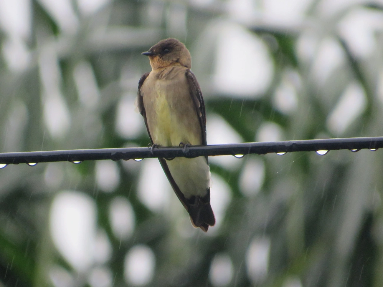 Andorinha-serradora (Stelgidopteryx ruficollis), aves, fotografado em Maresias, São Sebastião