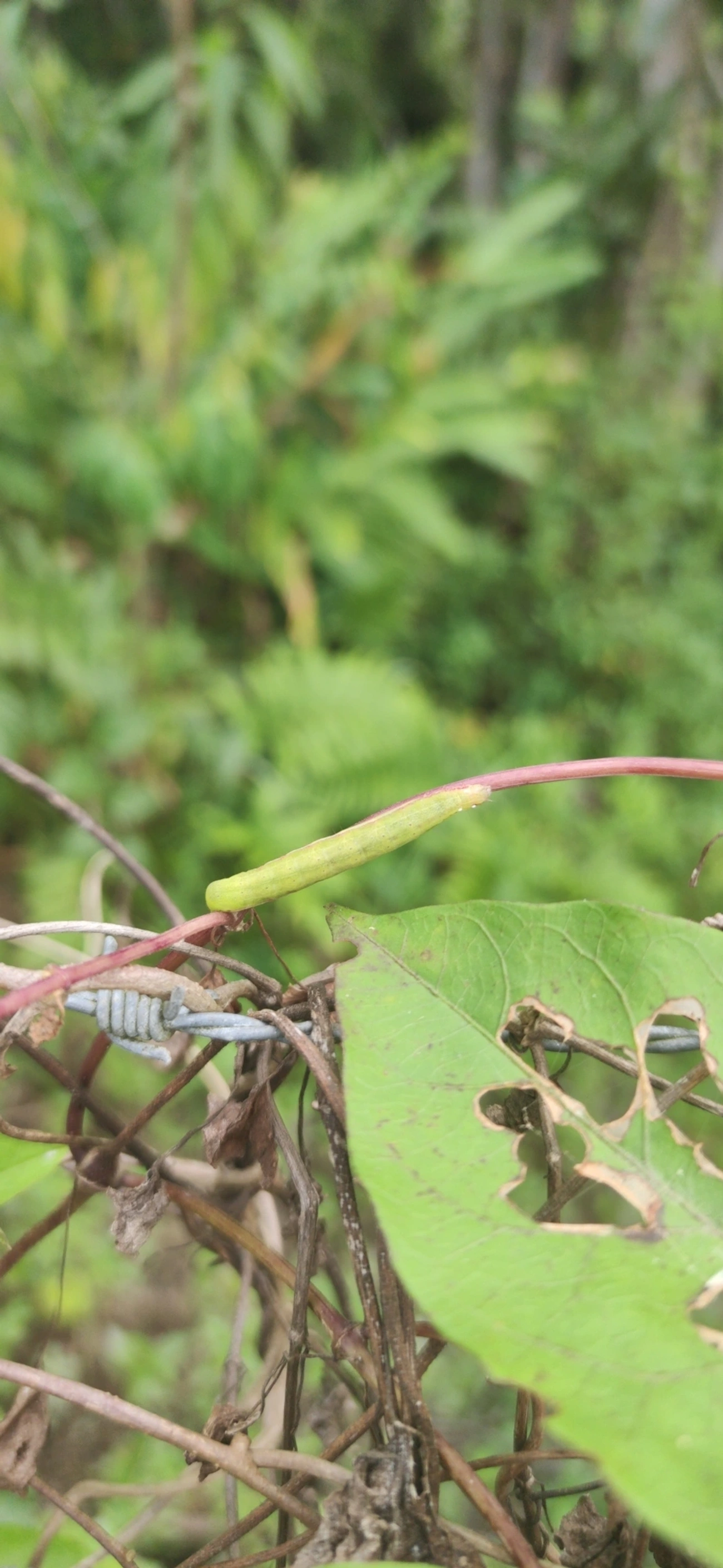 Borboletas e traças (Lepidoptera), insetos, fotografado em Maresias, São Sebastião