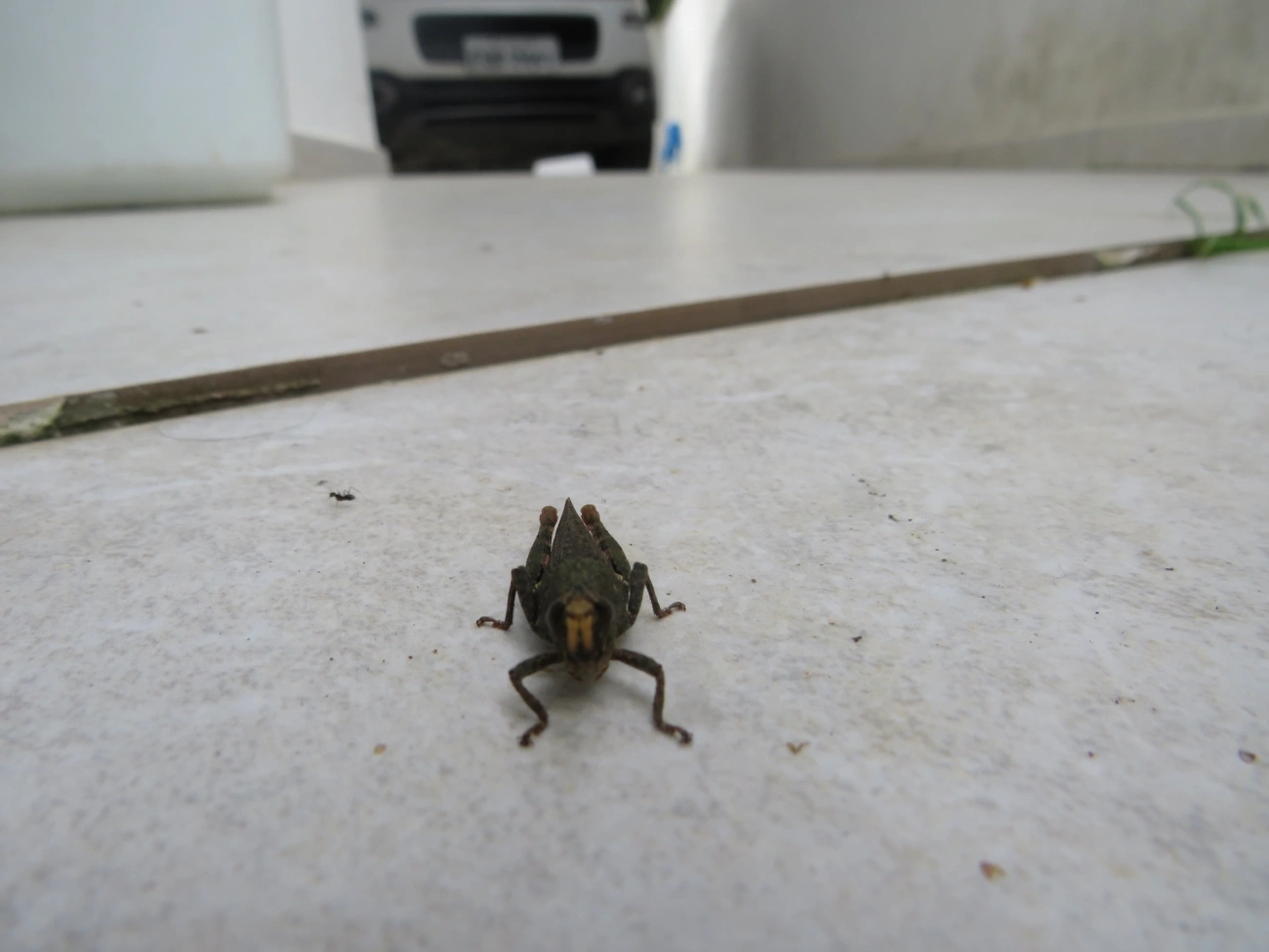 Vilernina, insetos, fotografado em Maresias, São Sebastião