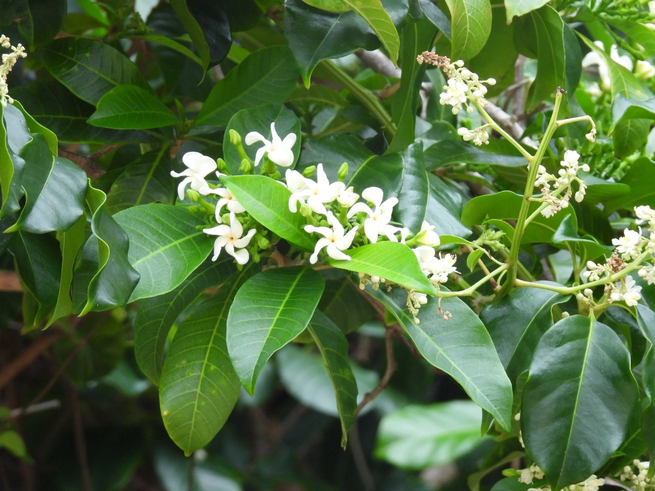 Jasmim-pipoca (Tabernaemontana catharinensis), plantas, fotografado em Maresias, São Sebastião