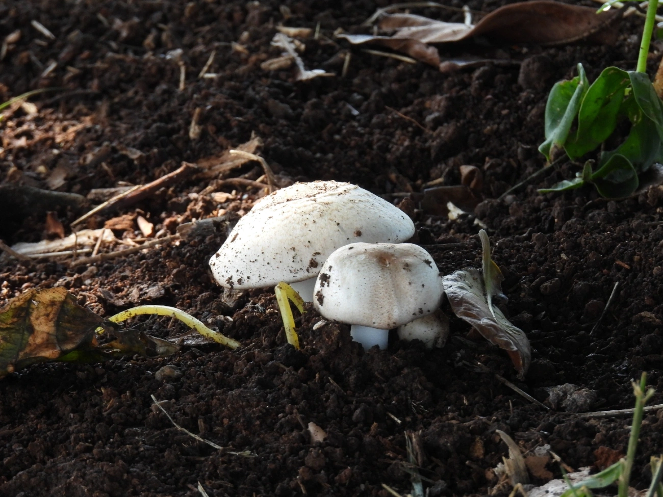 Champinhons e afins (Agaricus), fungos, fotografado em Bragança Paulista