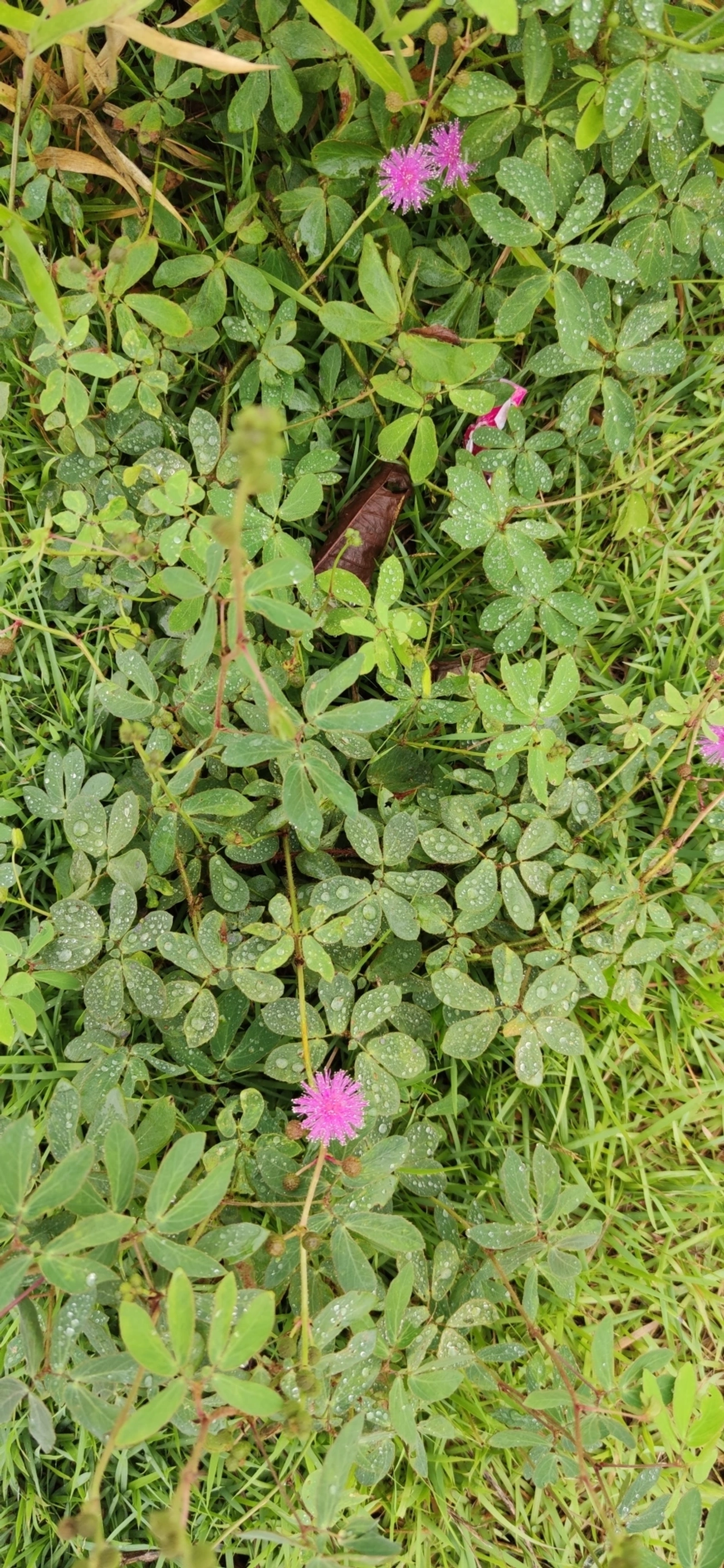 Mimosa albida, plantas, fotografado em Caraguatatuba