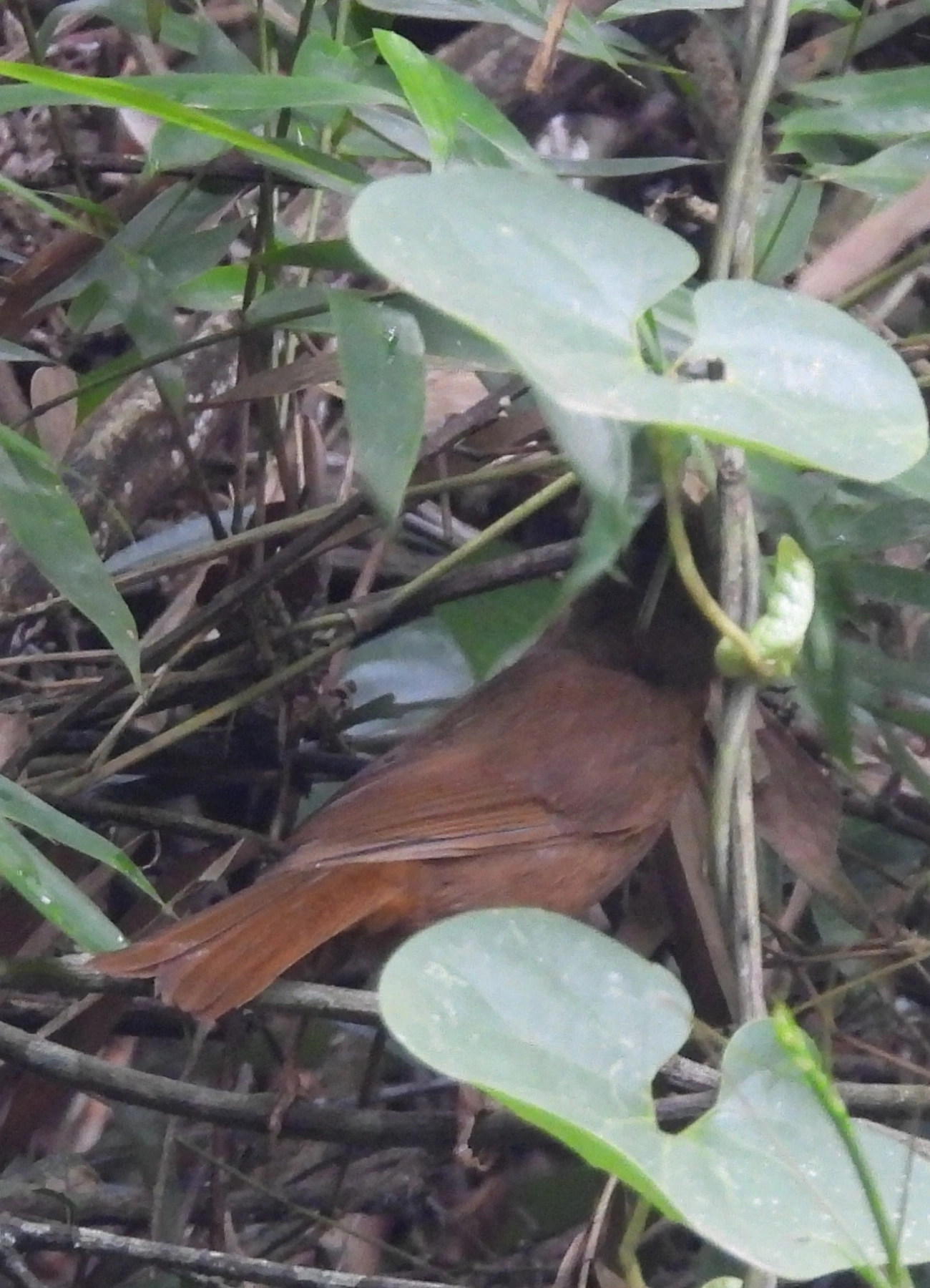 Tiê-de-bando (Habia rubica), aves, fotografado em Guararema