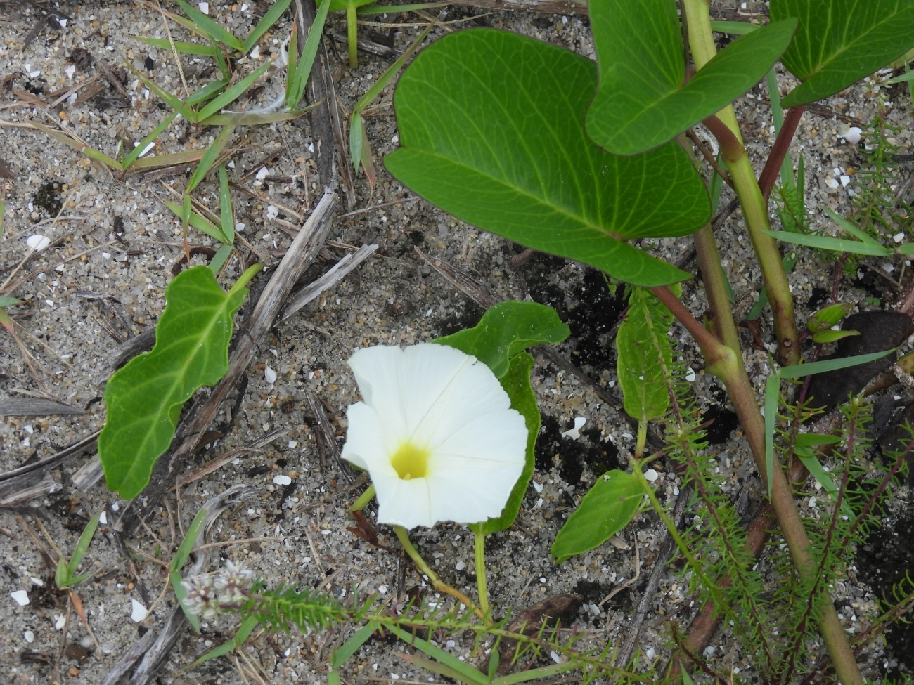 Campainha-branca (Ipomoea imperati), plantas, fotografado em Indaiá, Caraguatatuba