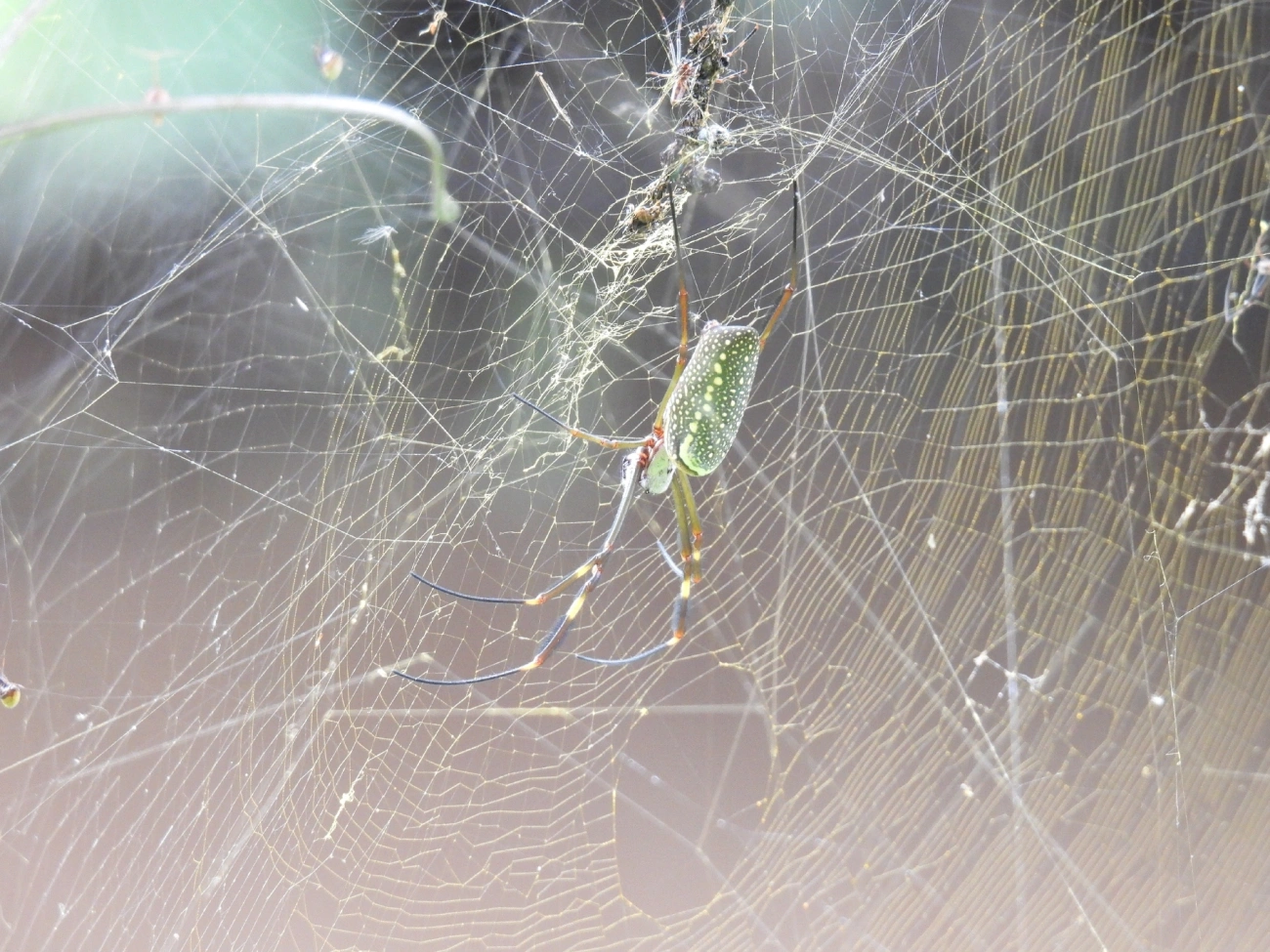 Aranha-de-teia-dourada (Trichonephila clavipes), aracnídeos, fotografado em Indaiá, Caraguatatuba