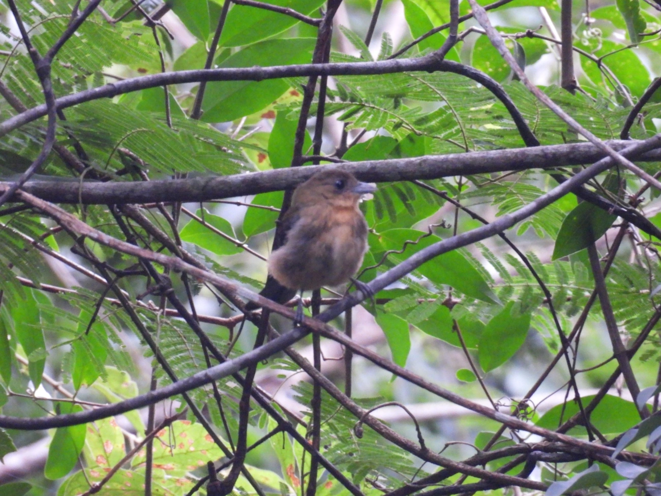Tiê-de-topete (Trichothraupis melanops), aves, fotografado em Bom Fim do Bom Jesus, Cabreúva