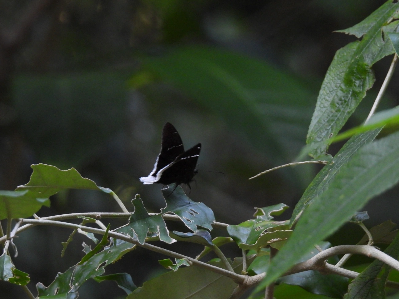 Cauda-longa-de-cauda-branca (Cecropterus doryssus), insetos, fotografado em Maresias, São Sebastião