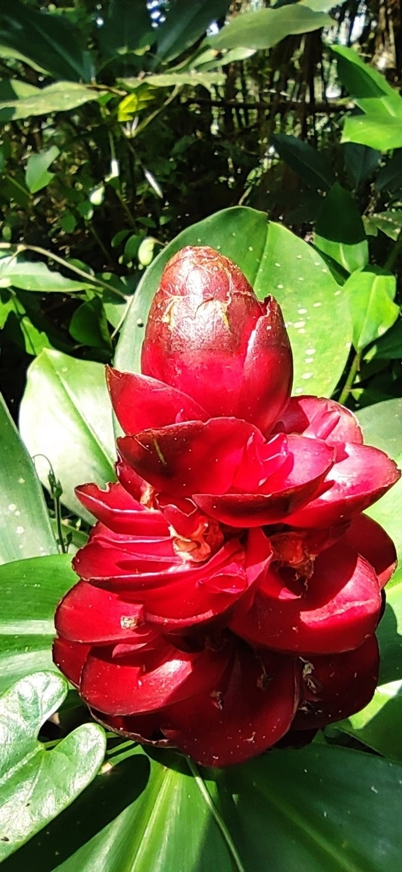 Gengibre-botão-vermelho (Costus woodsonii), plantas, fotografado em Maresias, São Sebastião