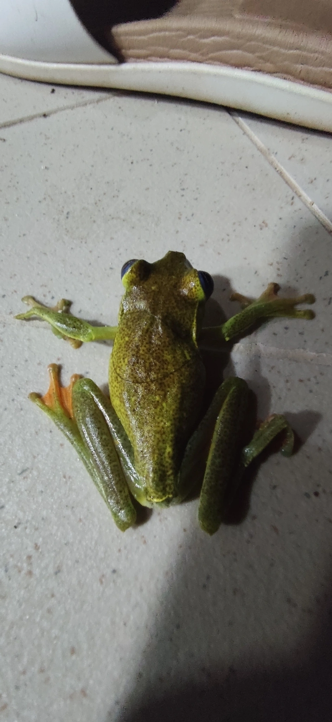 Perereca-araponga (Boana albomarginata), anfíbios, fotografado em Maresias, São Sebastião