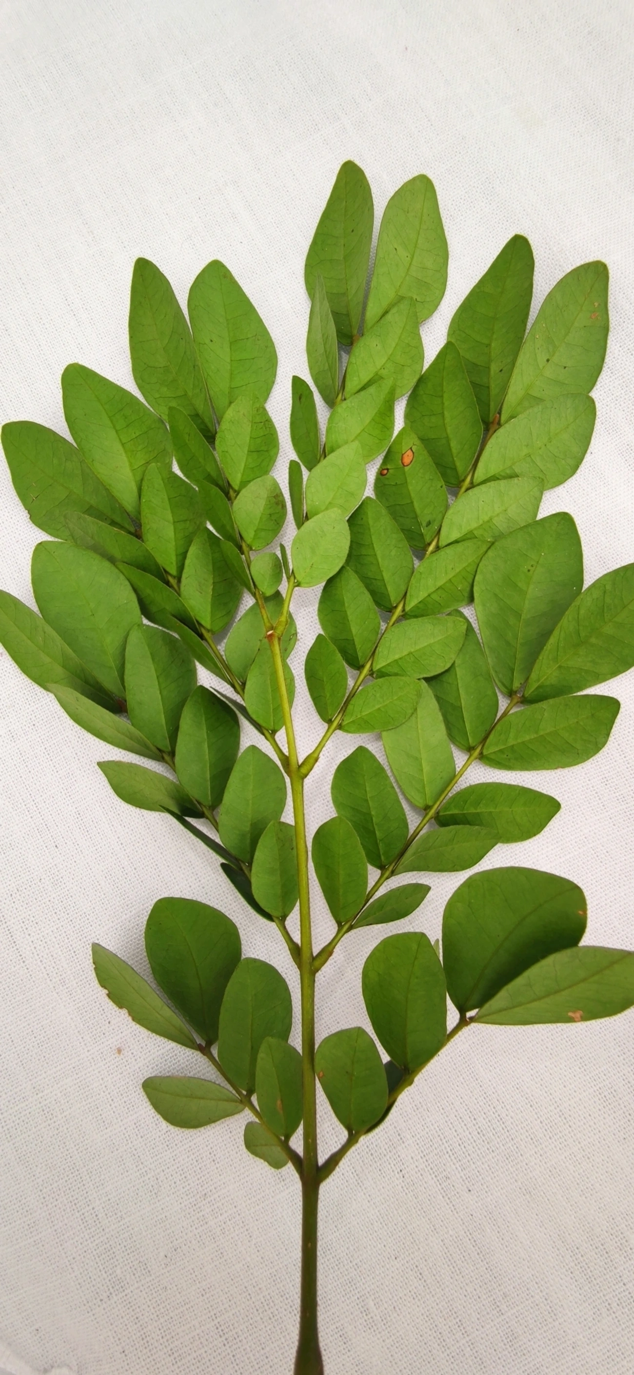 Ingarana (Jupunba trapezifolia micradenia), plantas, fotografado em Maresias, São Sebastião