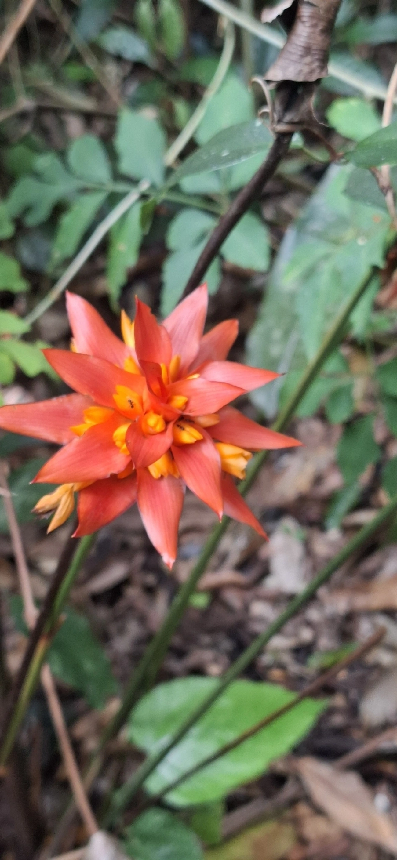 Calatéia (Goeppertia colorata), plantas, fotografado em Enxovas, Ilhabela