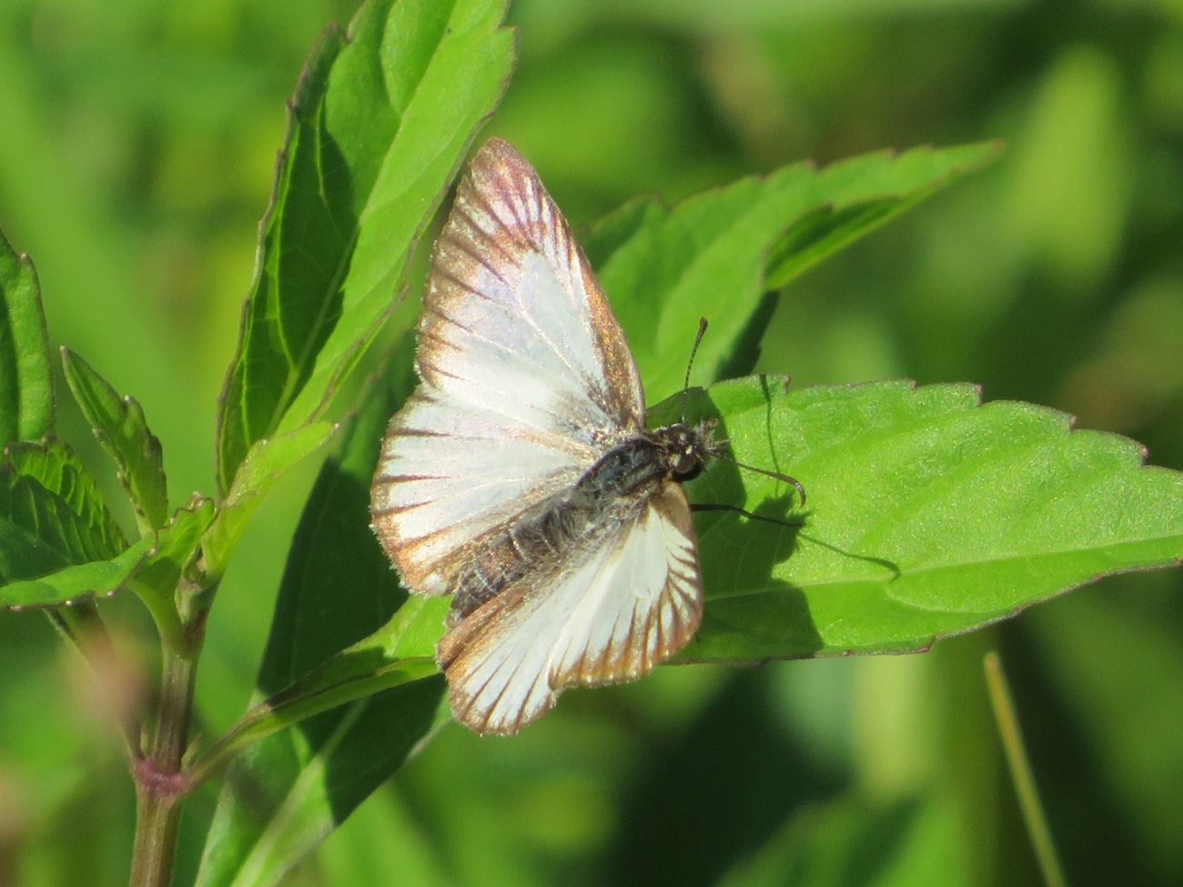 Hespéria-branca-nervurada (Heliopetes arsalte), insetos, fotografado em Maresias, São Sebastião
