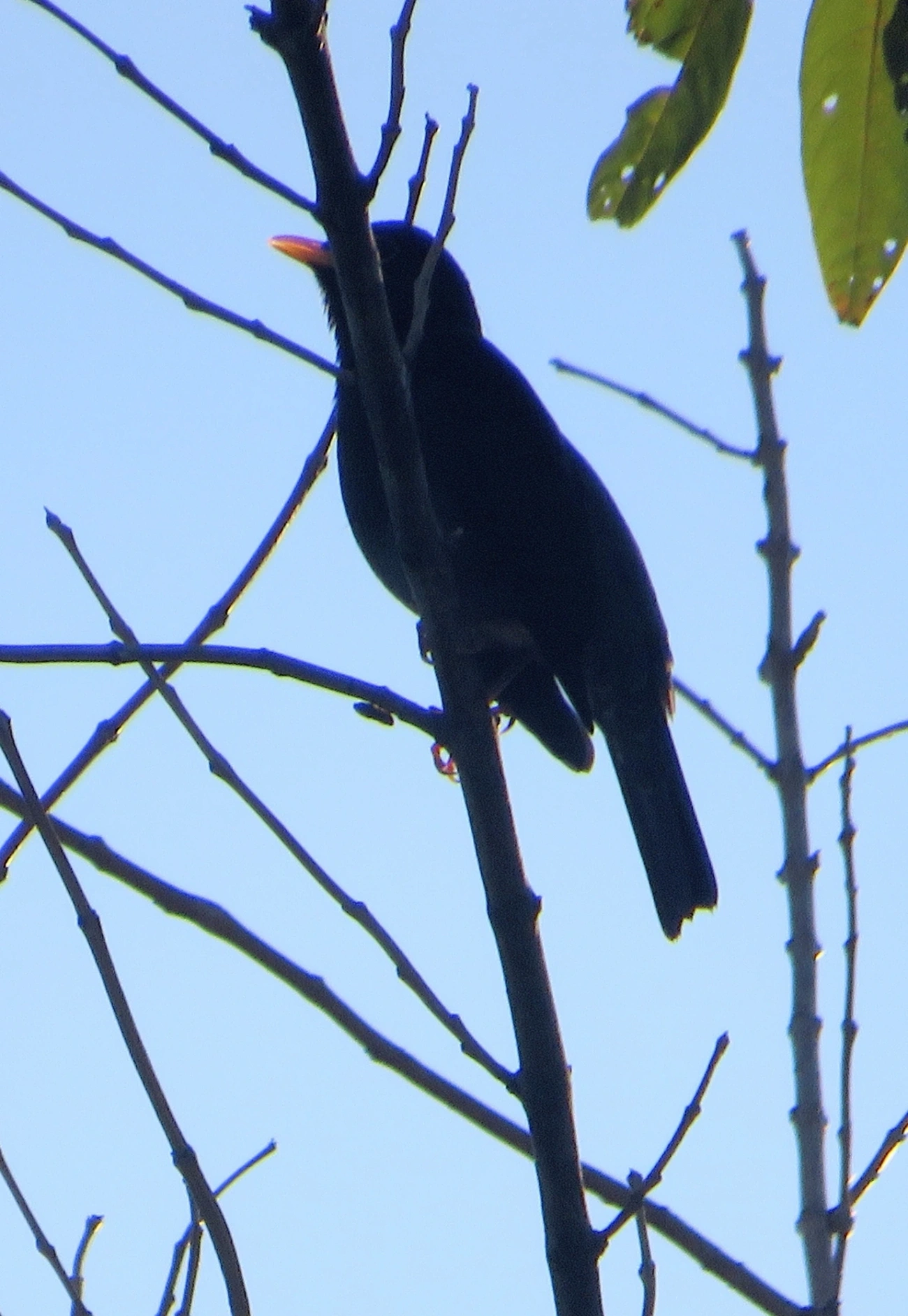 Sabiá-una (Turdus flavipes), aves, fotografado em Maresias, São Sebastião