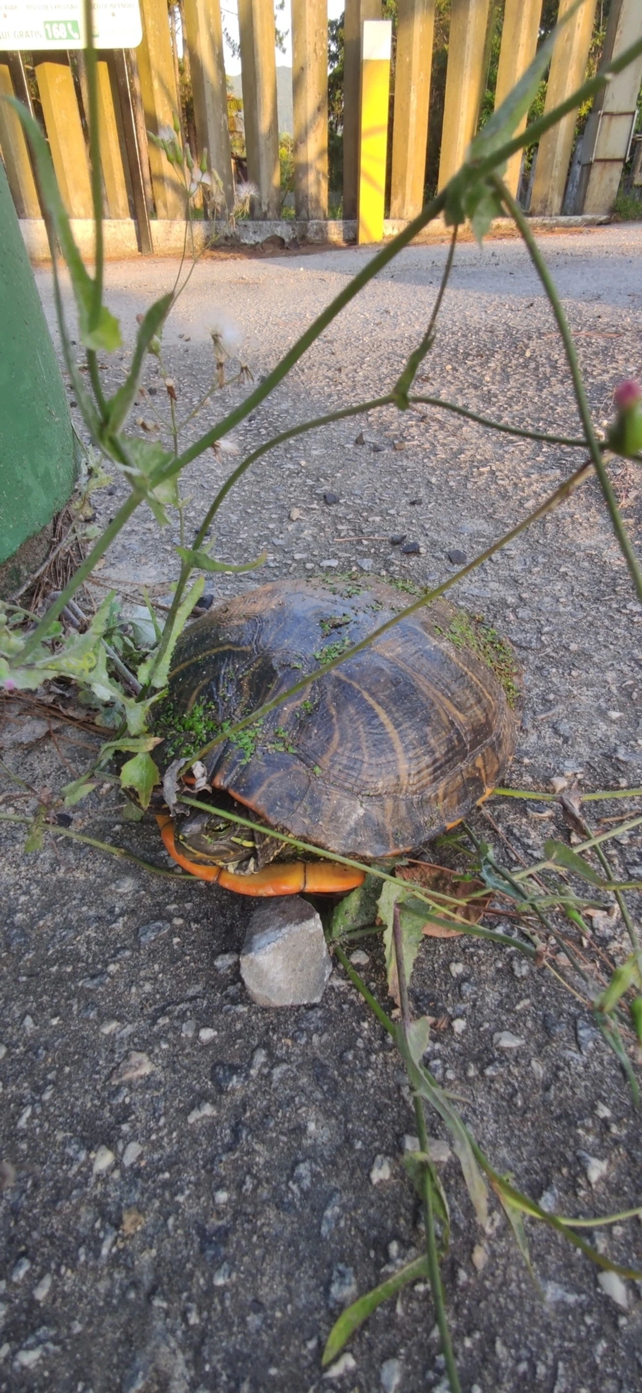 Tartaruga-da-Flórida (Trachemys scripta), répteis, fotografado em Maresias, São Sebastião