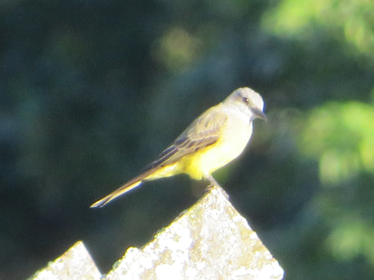 Suiriri (Tyrannus melancholicus), aves, fotografado em Maresias, São Sebastião