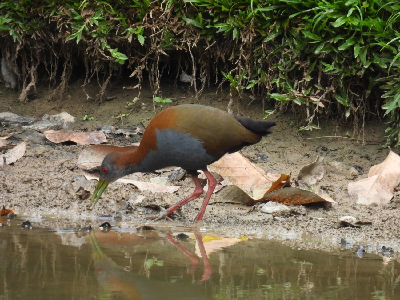 Saracura-do-mato (Aramides saracura), aves, fotografado em Santa Isabel