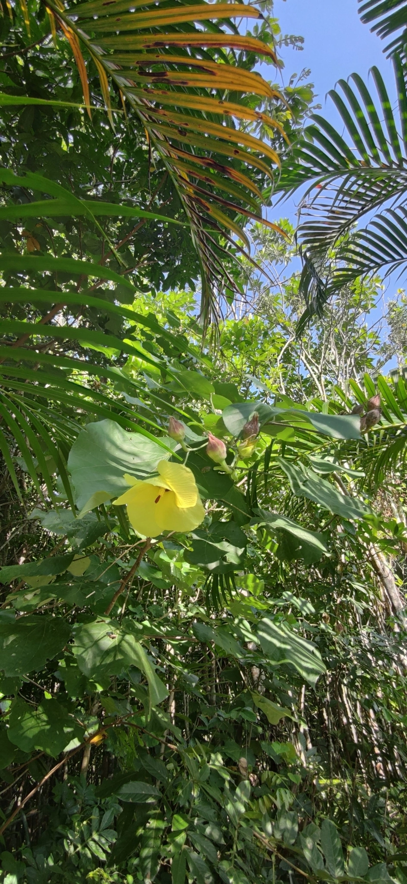 Algodoeiro-da-praia (Hibiscus tiliaceus), plantas, fotografado em Maresias, São Sebastião