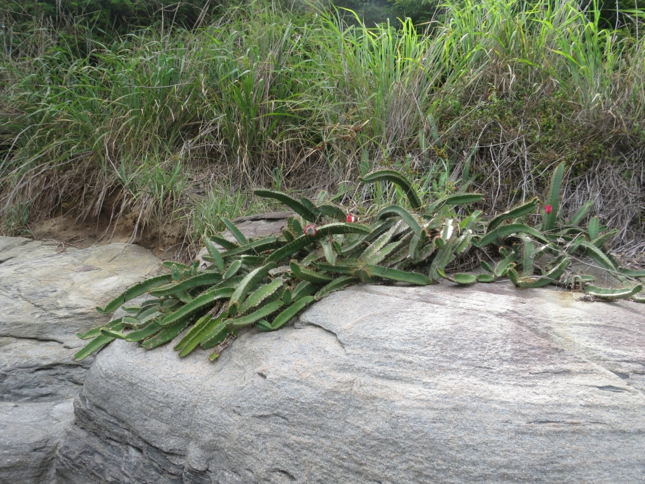 Mandacaru-da-praia (Cereus fernambucensis), plantas, fotografado em Ilhabela