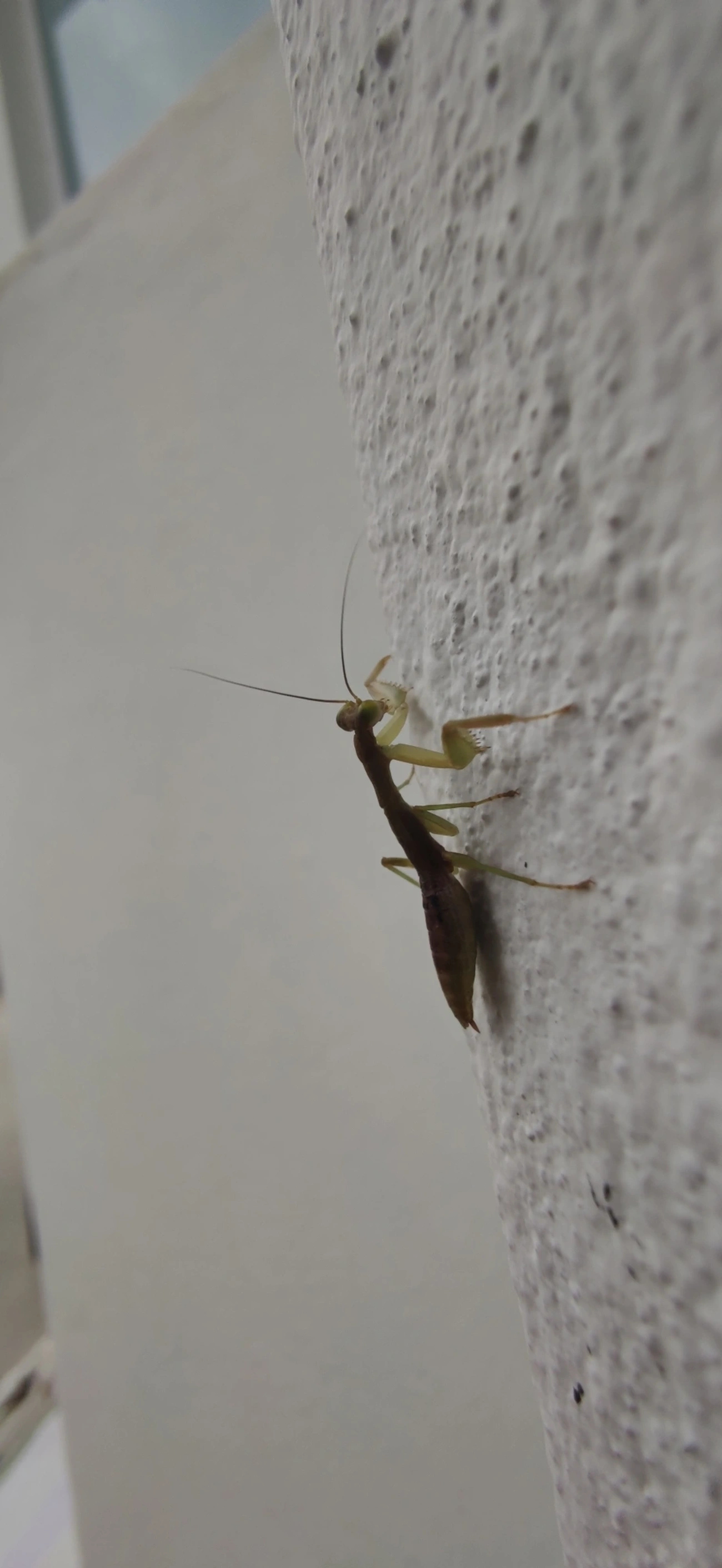 Acontista, insetos, fotografado em Maresias, São Sebastião