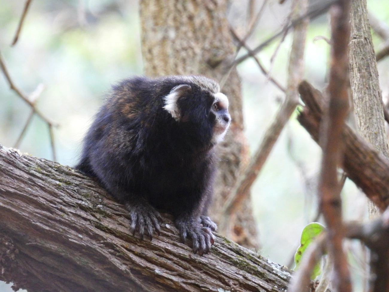 Sagui-da-serra-escuro (Callithrix aurita), mamíferos, fotografado em São Sebastião