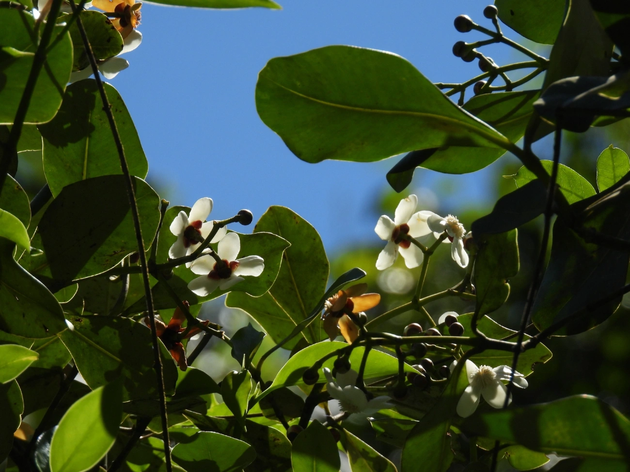 Clusia, plantas, fotografado em Queluz