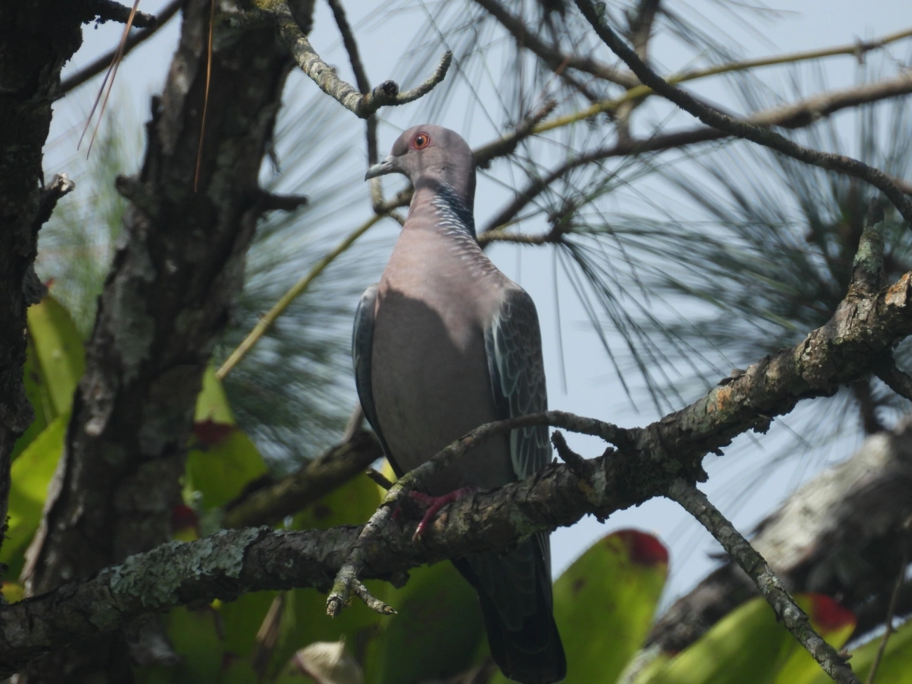 Asa-branca (Patagioenas picazuro), aves, fotografado em Maresias, São Sebastião